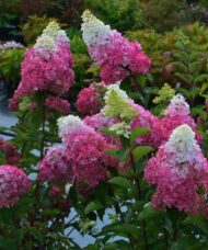 Hydrangea paniculata 'Renba' FRAISE MELBA
