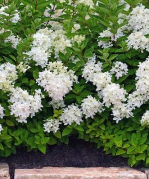 Hydrangea paniculata 'Bombshell'