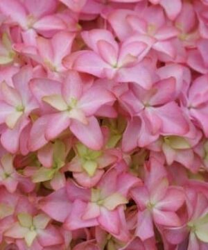 Inspire-Hydrangea-floret-detail