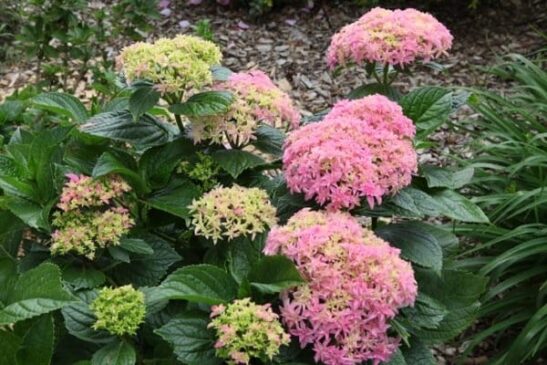 Inspire Hydrangea shrub Inspire-Hydrangea-shrub