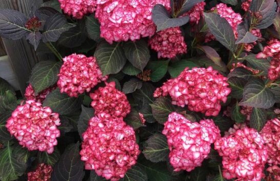 Miss Saori Hydrangea blooms and foliage Miss-Saori-Hydrangea-blooms-and-foliage
