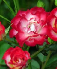 Vibrant Never Alone Roses