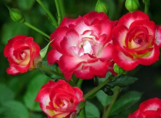 Vibrant Never Alone Roses