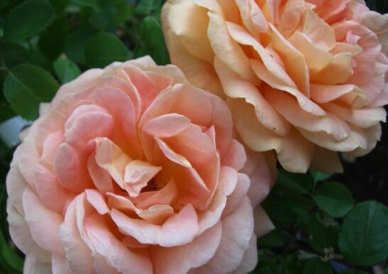 Rosa 'CA31' OLDS COLLEGE semidouble blooms Rosa 'CA31' OLDS COLLEGE semi double blooms