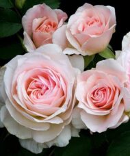 Morden Blush Rosa