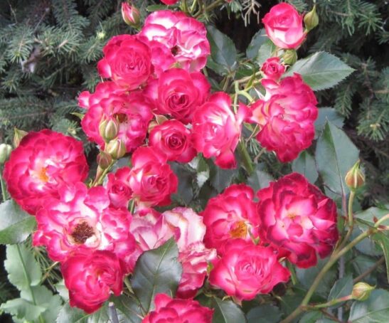 Rose-Never-Alone Dwarf Rose Never Alone