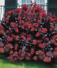 Cotinus coggygria 'Royal Purple'