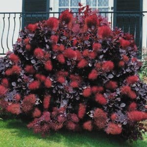 Royal Purple Smoke Bush 300x300 - Order Plants Now