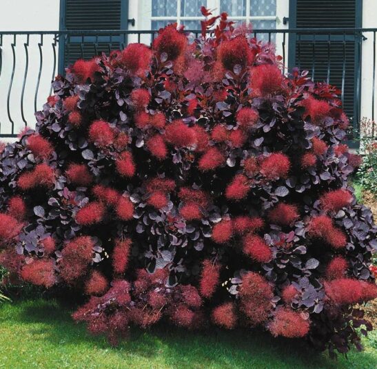 Royal Purple Smoke Bush