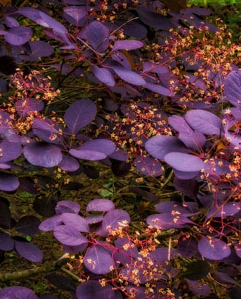 Thompson & Morgan Cotinus 'Royal Purple' Smoke Bush - Hardy Potted Garden Shrub (2 X 9cm Pots)