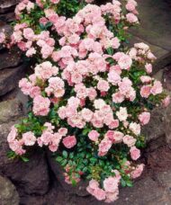Rosa The Fairy in the rock garden