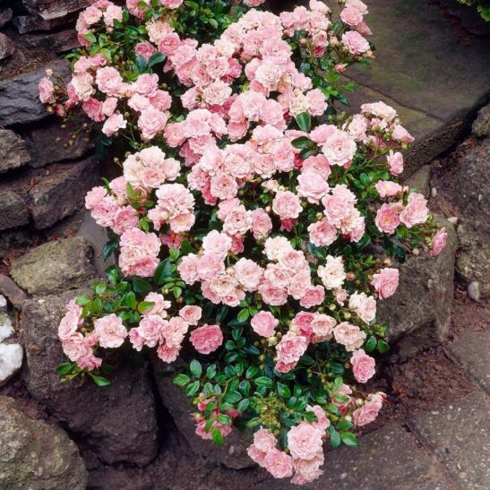 Rosa The Fairy in the rock garden