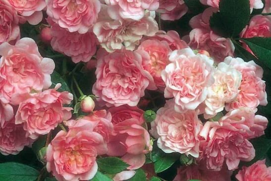 The Fairy Rose flowers Clusters of The Fairy Rose flowers