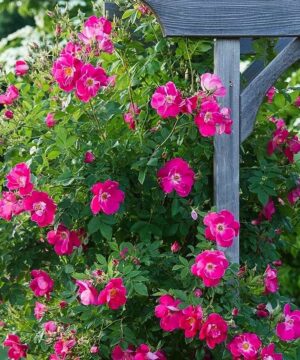 William Baffin Rose on arbour