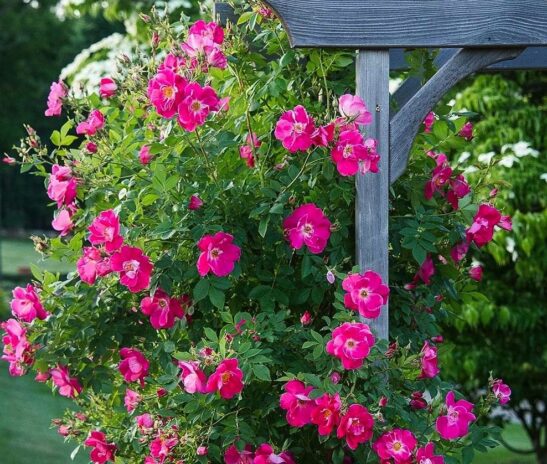 William Baffin Rose on arbour