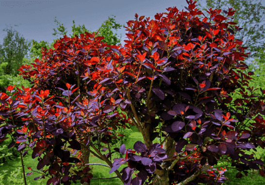 cotinus-coggygria-royal-purple--cont-4-litres cotinus-coggygria-royal-purple--cont-4-litres