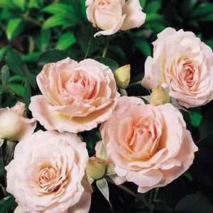 Morden Blush Rose blooms