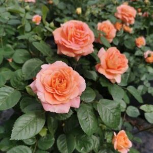 Olds College Rose bush in bloom with apricot and peach blooms.
