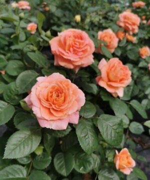 Olds College Rose bush in bloom with apricot and peach blooms.