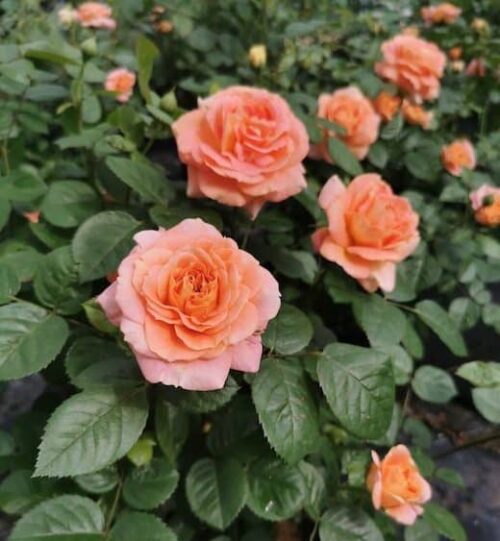 Olds College Rose bush in bloom with apricot and peach blooms.