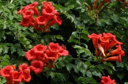 CAMPIS RADICANS GABOR FLOWERS Masses of Gabor Trumpet Vine Flowerst