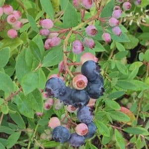 pink and blue blueberries on a green leaved shrub