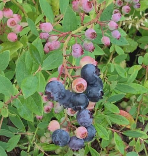pink and blue blueberries on a green leaved shrub