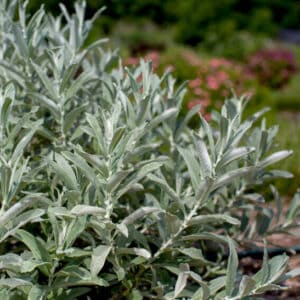 Salix Candida
