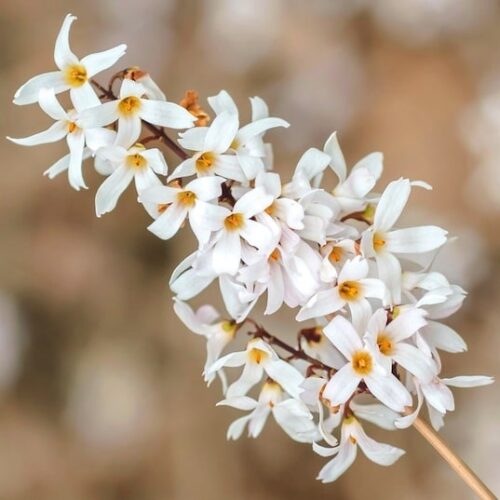 arching White Forsythia branches covered in white blooms. arching White Forsythia branches covered in white blooms.