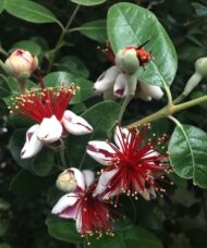 White and pink petaled Feijoa flowers with very long red stamens