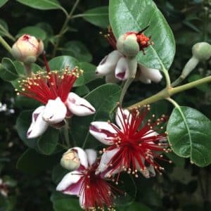 acca sellowiana feijoa 300x300 - Order Plants Now