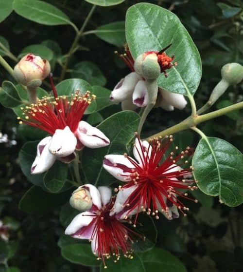 White and pink petaled Feijoa flowers with very long red stamens