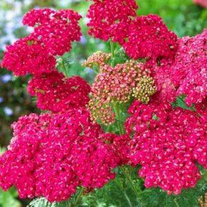 Flat bloom cluster of tiny bright Pink Yarrow flowers with yellowish centers