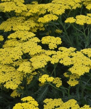 Flat bloom clusters of tiny bright Sassy Summer Lemon Yarrow flowers