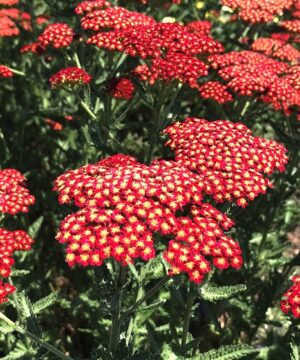 Flat bloom clusters of tiny dark Red Yarrow flowers with a white eye