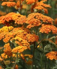 Flat bloom clusters of tiny