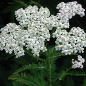 White Yarrow flat bloom cluster of tiny white flowers with yellowish centers