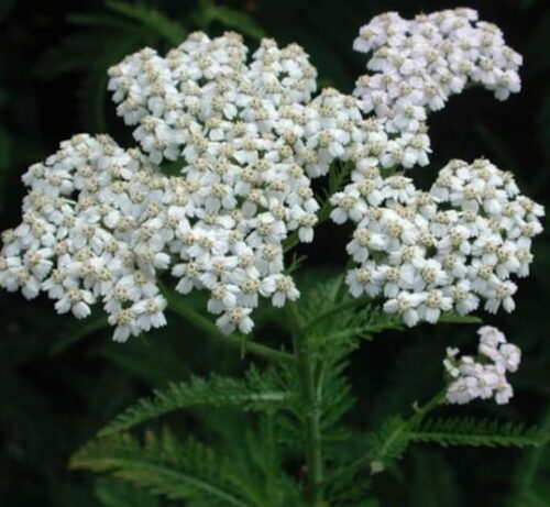 White yarrow | Achillea millefolium close up White Yarrow flat bloom cluster of tiny white flowers with yellowish centers