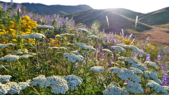 White Yarrow | Achillea millefolium planting White Yarrow planting in the wild.
