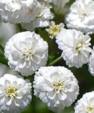Double zinnia-like white blooms of Yarrow Noblessa.