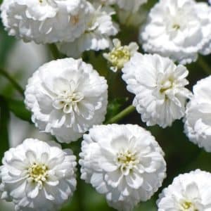 Double zinnia-like white blooms of Yarrow Noblessa.