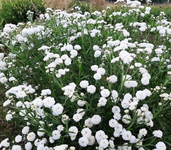 Profusion of double Profusion of double