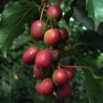 Ken's Red Hardy Kiwi cluster of ripe fruits