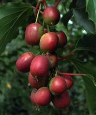 Ken's Red Hardy Kiwi cluster of ripe fruits
