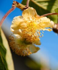 Yellow bloom with deep yellow stamens of the Actinidia arguta Andrew kiwi plant.