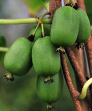 A cluster of six oblong