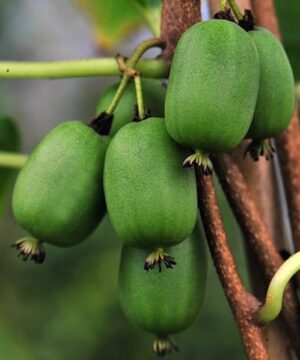 A cluster of six oblong