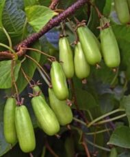 Vitakola Arctic Kiwi long fruits ready to pick