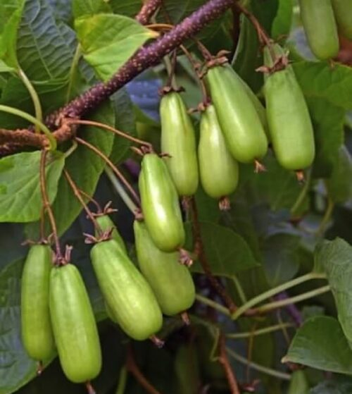Vitakola Arctic Kiwi long fruits ready to pick