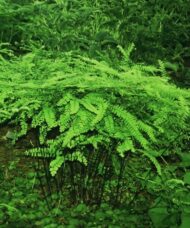 Green fern leaves and black stems of Northern Maidenhair Fern